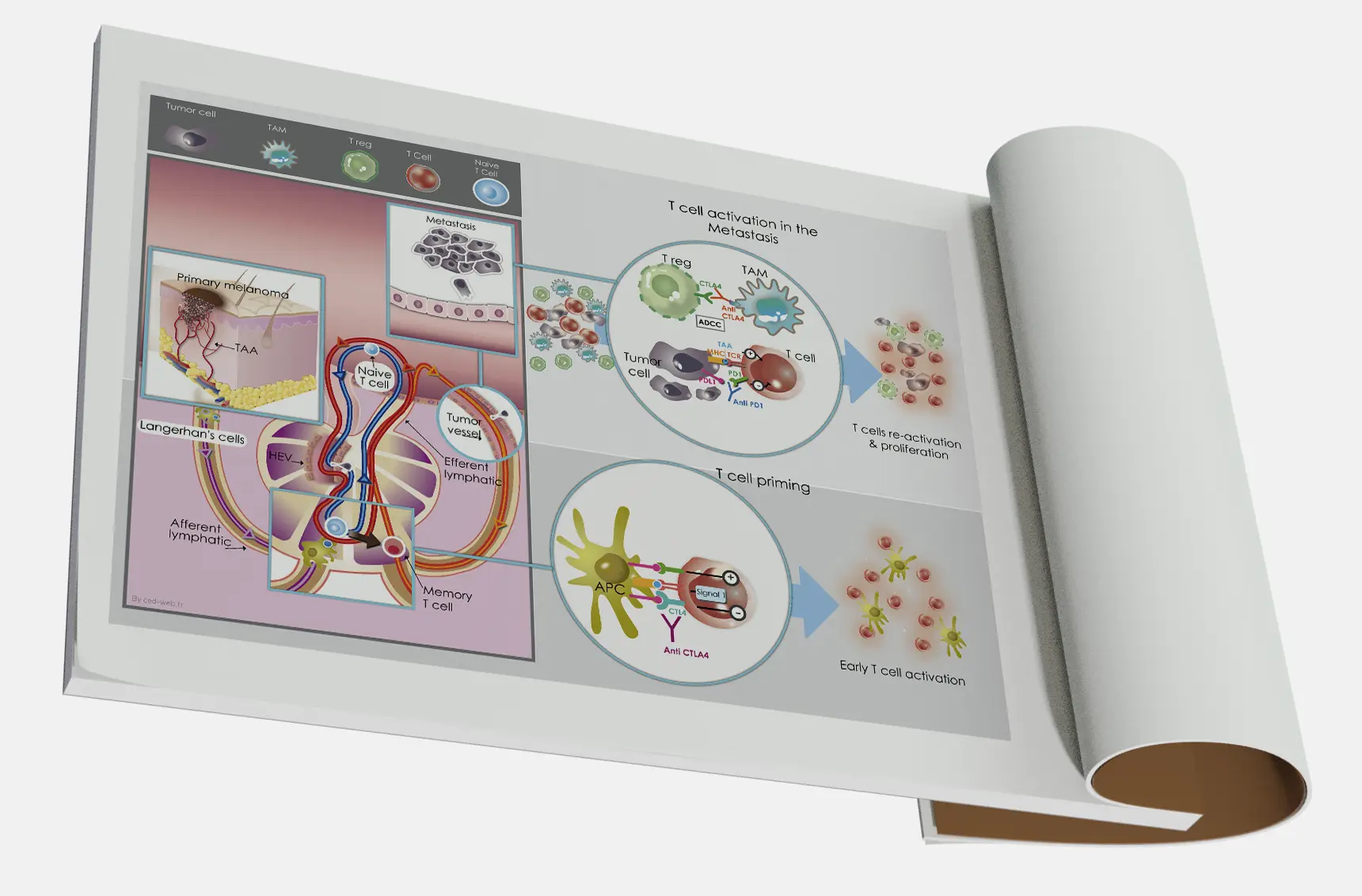 Biologie, Pr Caroline Robert